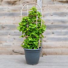 Climbing Hydrangea - 2x 5 Litre Pots - Shade Loving Vine White Summer Blooms