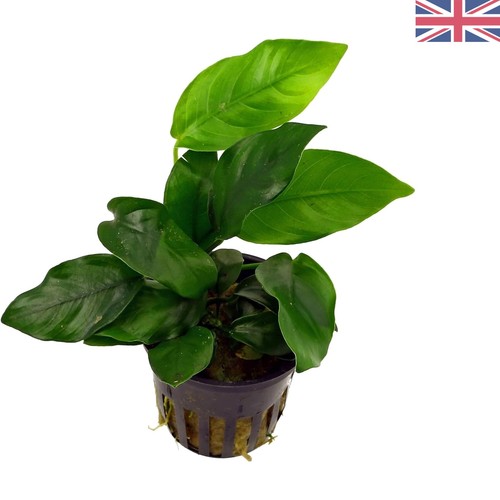 8cm anubias nana ideal - anubias,