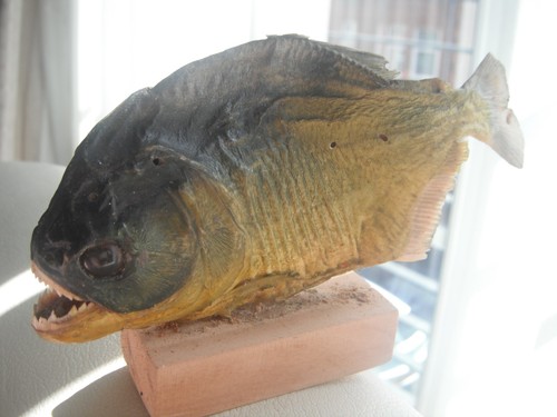 Real piranha fish from - fish, brazil