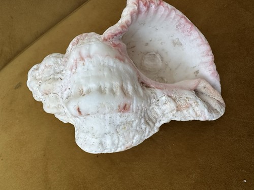Beautiful seashell conch - seashell, pink