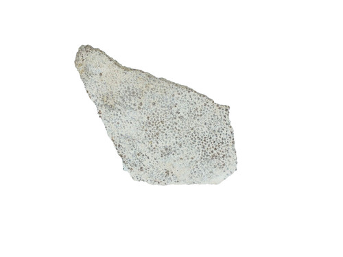 Dinosaur egg shell - shell, saltasaurus