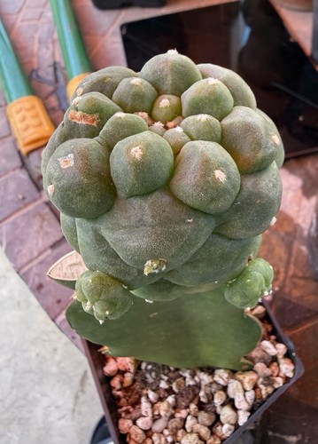 Rare huge 2cm grafted - 6.2cm,