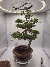  Cypress Bonsai  About 12