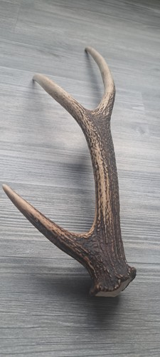 Natural shed sika deer three - shed,