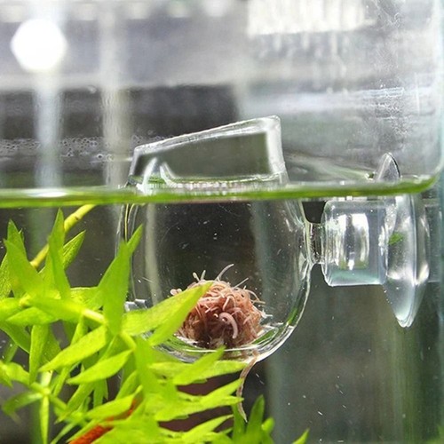 Glass feeding cup red worms - feeding,