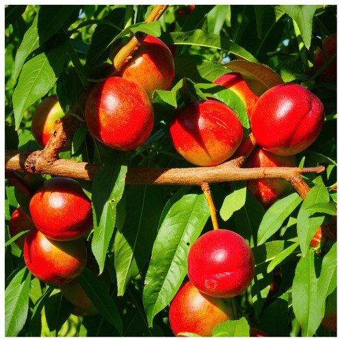 Dwarf patio nectarine - dwarf,