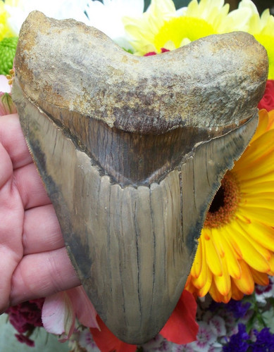 Massive megalodon shark tooth - megalodon,