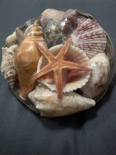 Mixed beach sea shells natural - sea,