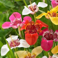 32 x Tigridia Mexican Shell