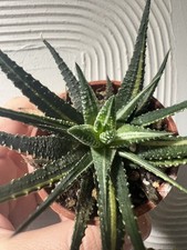 Variegated Haworthia fasciata