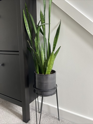 70cm beautifully grown - grown, at