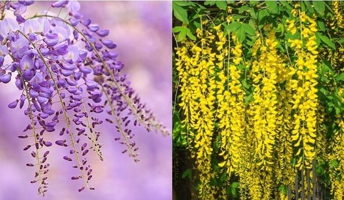 Wisteria sinensis seeds - 5x,