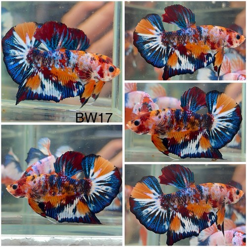 Male betta live fish koi - betta,