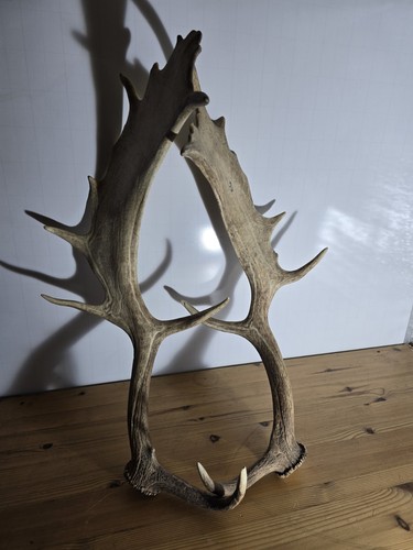 Pair fallow deer - deer,