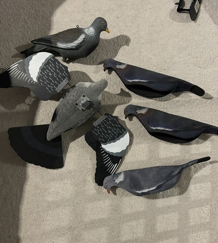 Pigeon decoys - pigeon,