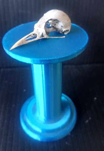 Bird skull upper part - upper,