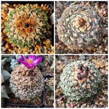 Ariocarpus kot. mix