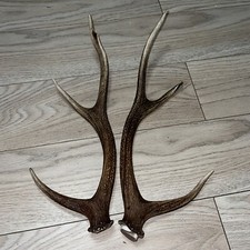 PAIR OF SIKA DEER ANTLERS