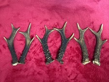 3 PAIRS OF ROE DEER ANTLERS