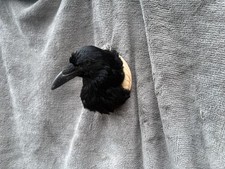 taxidermy Crow head family