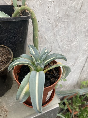 Agave americano rare white - agave,
