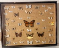 British Butterfly Display Box