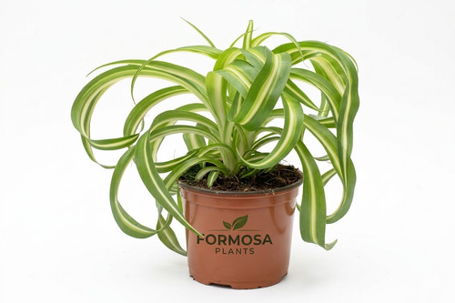Bonnie spider plant 1 live - plant,