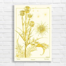 Vintage Botanical Thistle