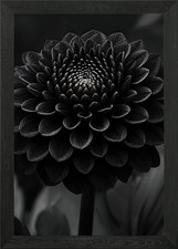 Monochrome Dahlia Flower