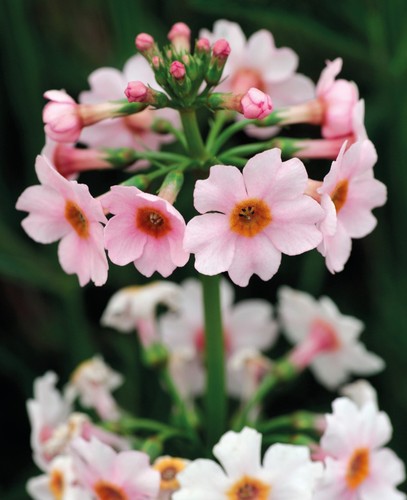 Primula apple blossom - apple,
