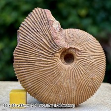 Macrocephalites macrocephalus