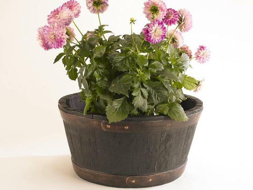 Sankey 49cm round - sankey, garden