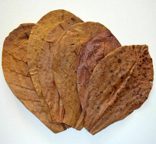 Indian almond catappa - catappa, leaves