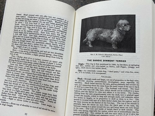 Dandie dinmont terriers - dandie,