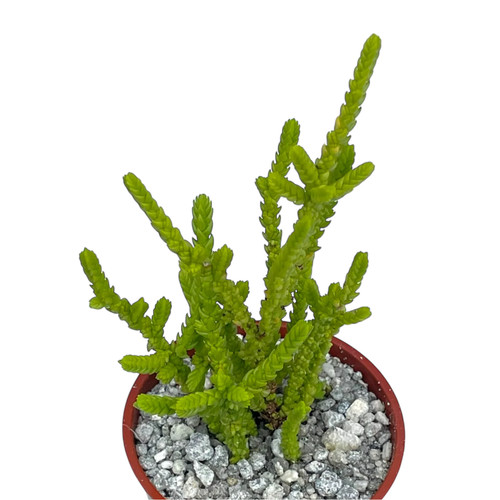 Crassula muscosa acuminata - f.,