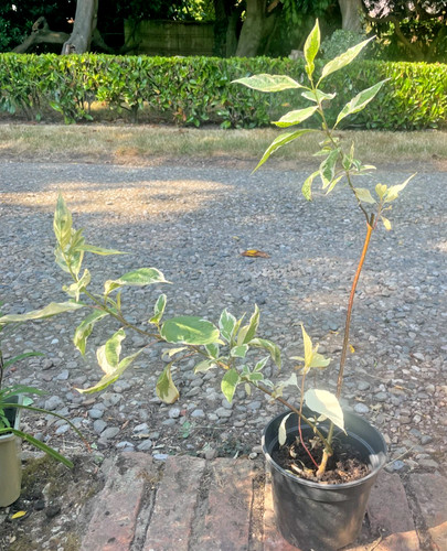 Variegated dogwood shrub - dogwood,