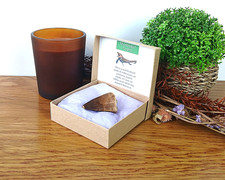 100% Genuine Large Mosasaur