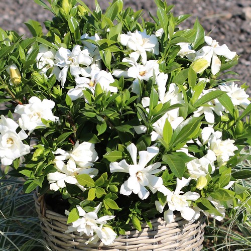 Gardenia jasminoides celestial - gardenia,