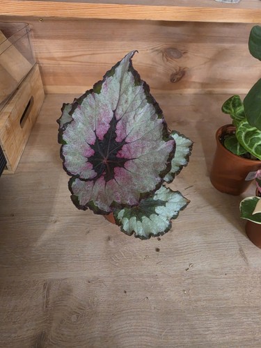 Begonia spirit kwale - begonia, of