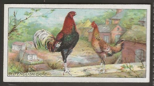 Ogdens poultry 1915 - ogdens-poultry,