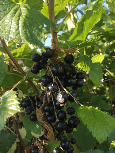 Black currant freshly - freshly, rooted