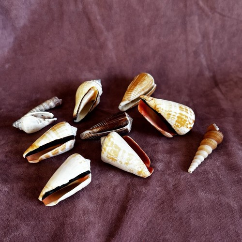 Mixed sea shell collection set - mixed,