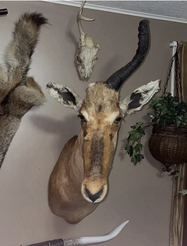 African hartebeest shoulder - african,