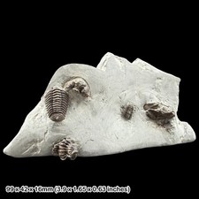 Rare Calymene Trilobite Fossil