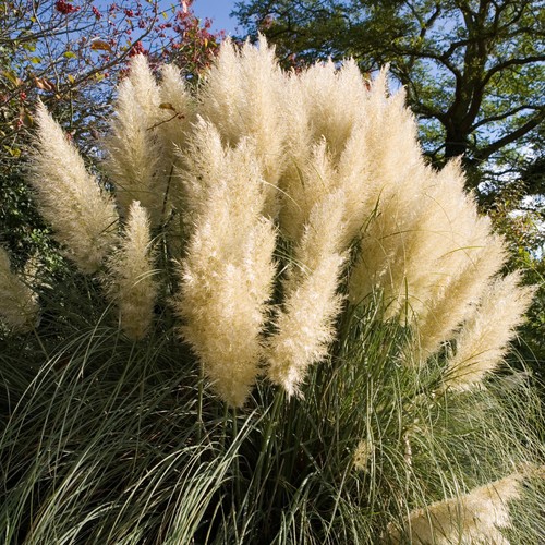 Cortaderia green goblin pampas - green,