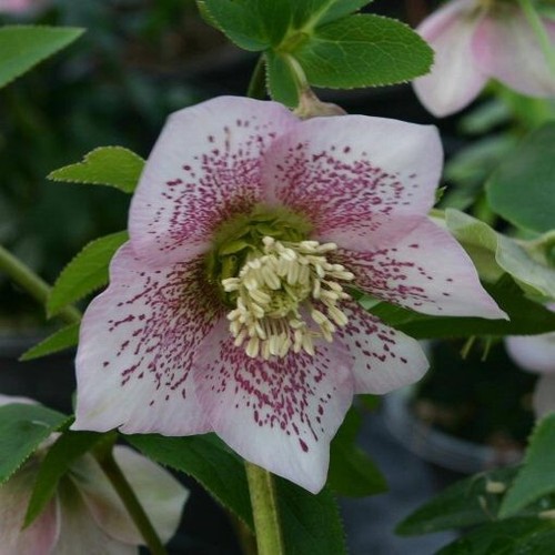 Hellebore single pink spotted - single,
