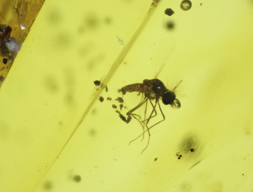 Burmese amber with fossil fly - amber,
