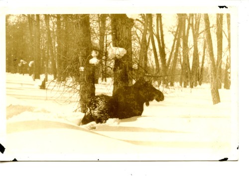 Moose animal winter - animal-winter, snow