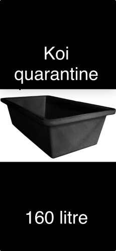 Koi carp pond quarantine - carp,