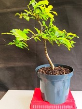 English oak bonsai - bonsai, 1material